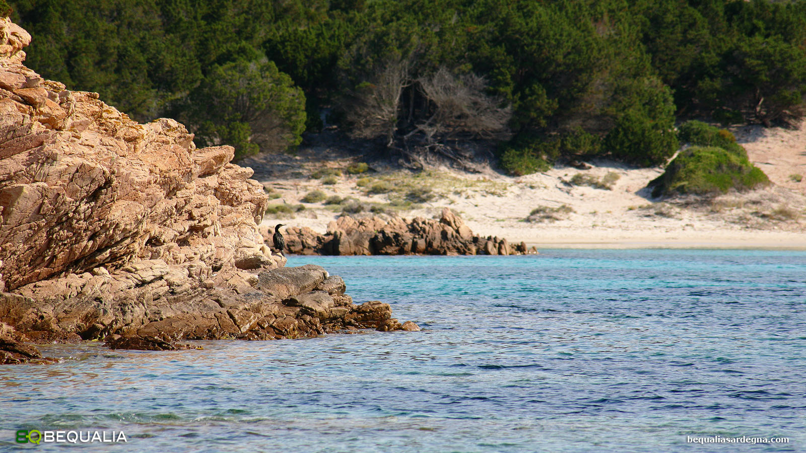 Coromorano in sosta all'isola di Spargi, tra Cala Soraya e Cala Granara